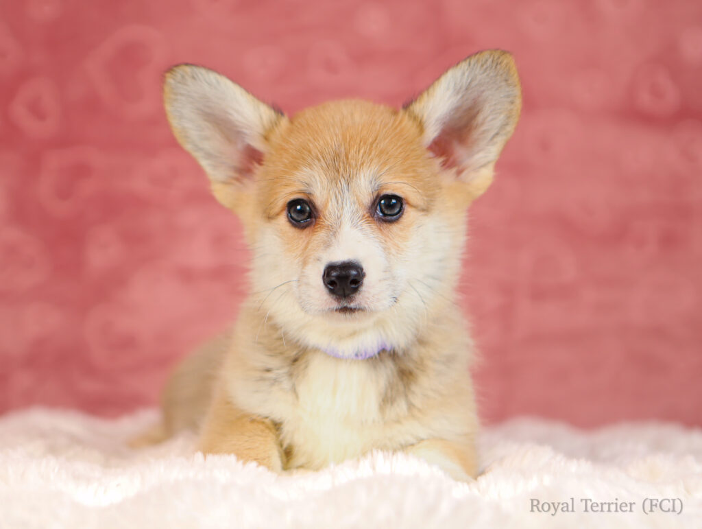 suczka welsh corgi pembroke ruda