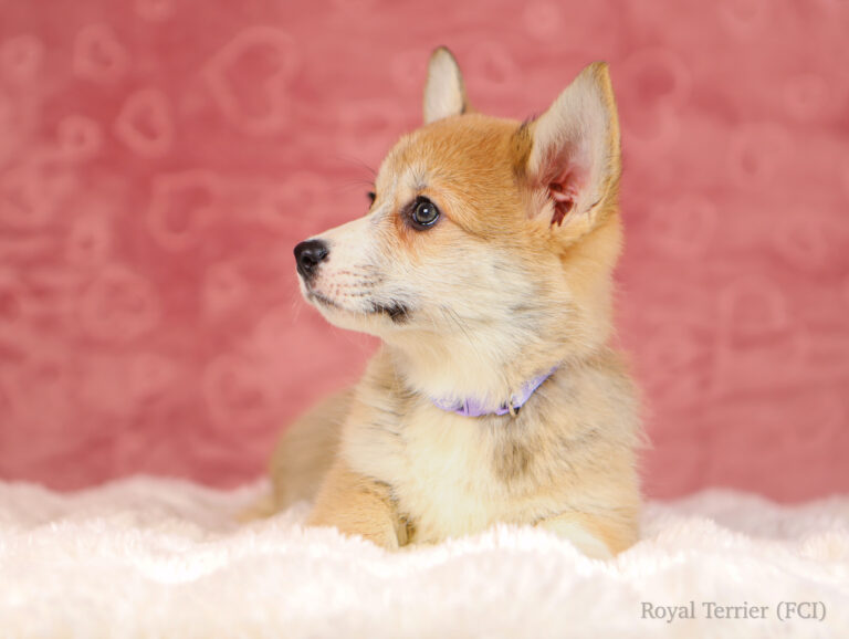 welsh corgi pembroke puppy