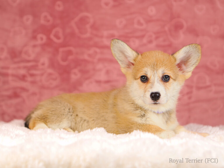 welsh corgi pembroke puppy