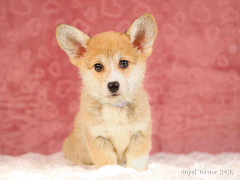 welsh corgi pembroke puppy