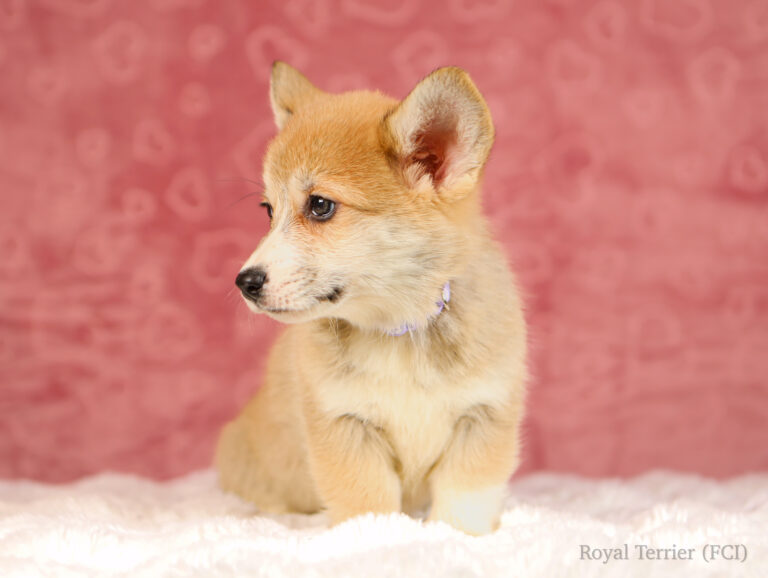 welsh corgi pembroke puppy