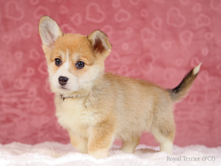 suczka welsh corgi pembroke ruda