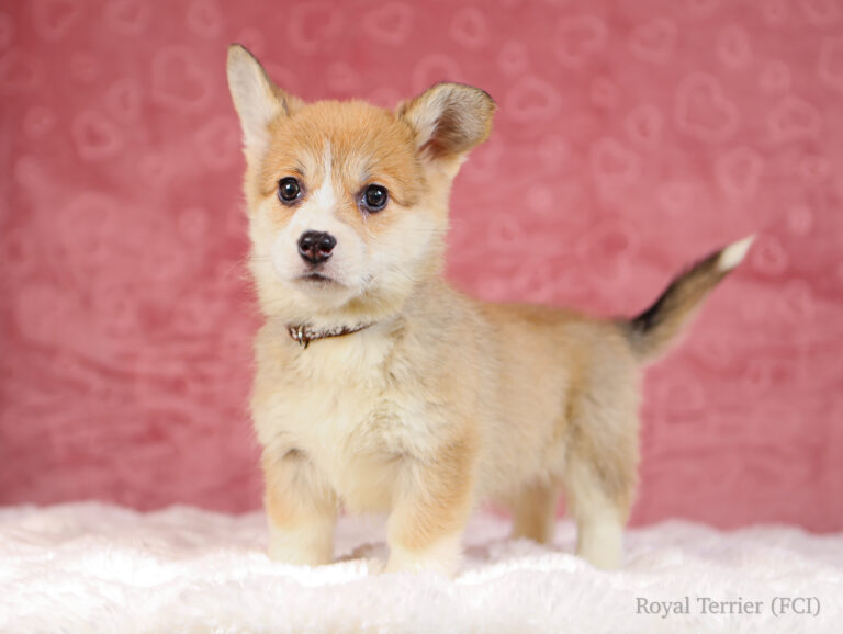 suczka welsh corgi pembroke ruda