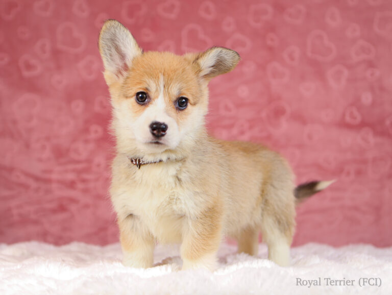 welsh corgi pembroke puppy