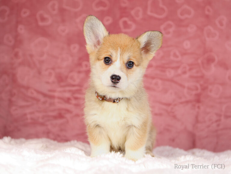 welsh corgi pembroke puppy