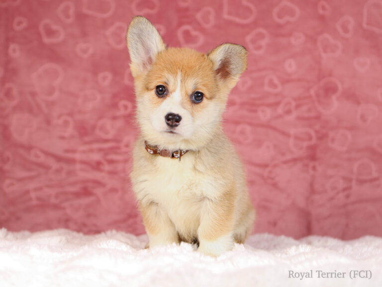 suczka welsh corgi pembroke ruda