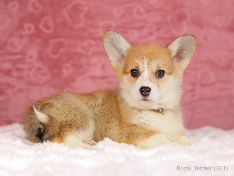 suczka welsh corgi pembroke ruda