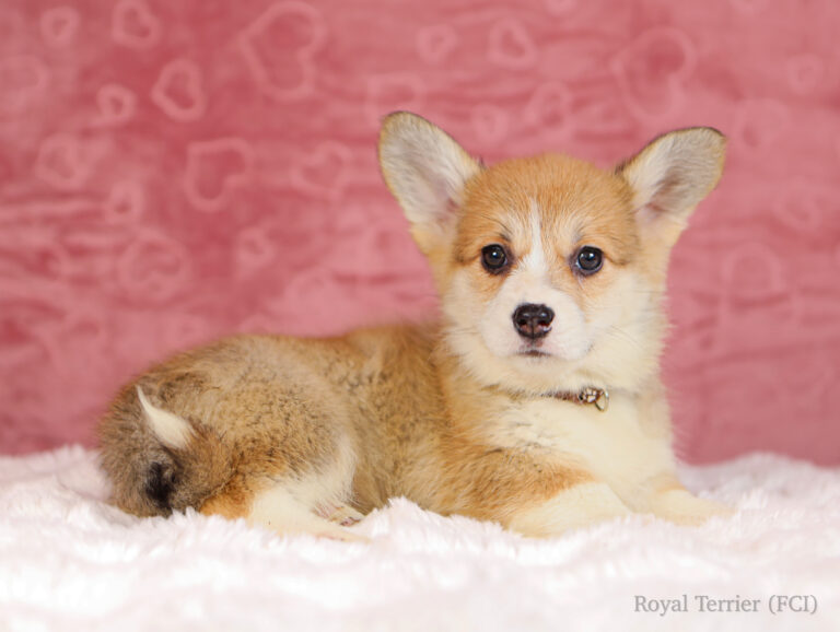 welsh corgi pembroke puppy