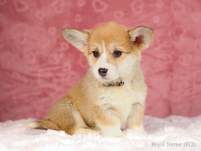 suczka welsh corgi pembroke ruda