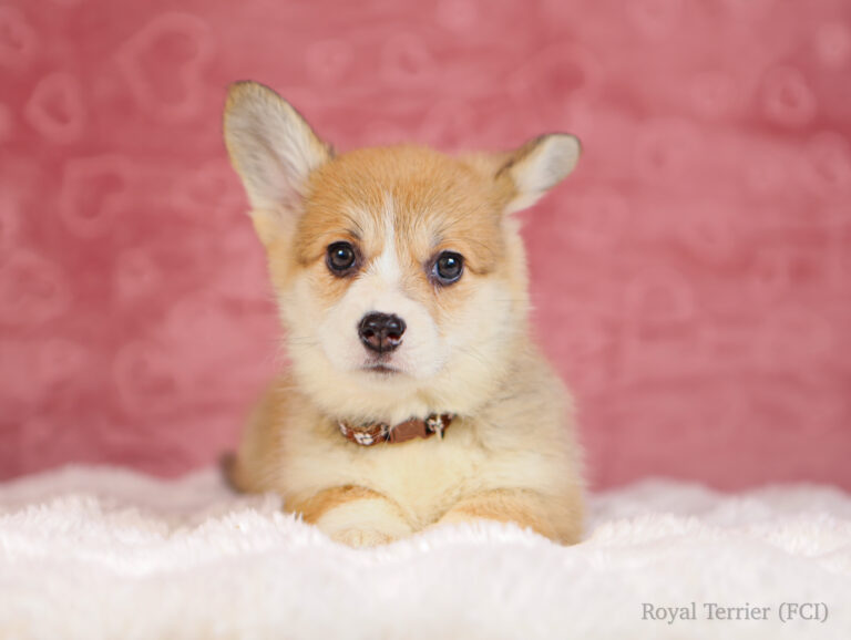 suczka welsh corgi pembroke ruda