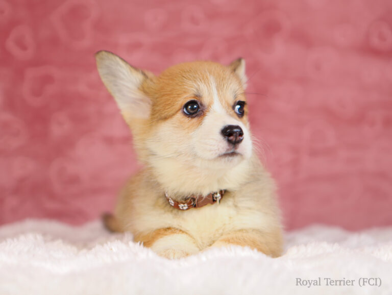 welsh corgi pembroke puppy