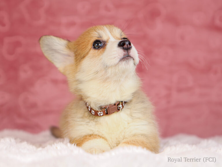 welsh corgi pembroke puppy