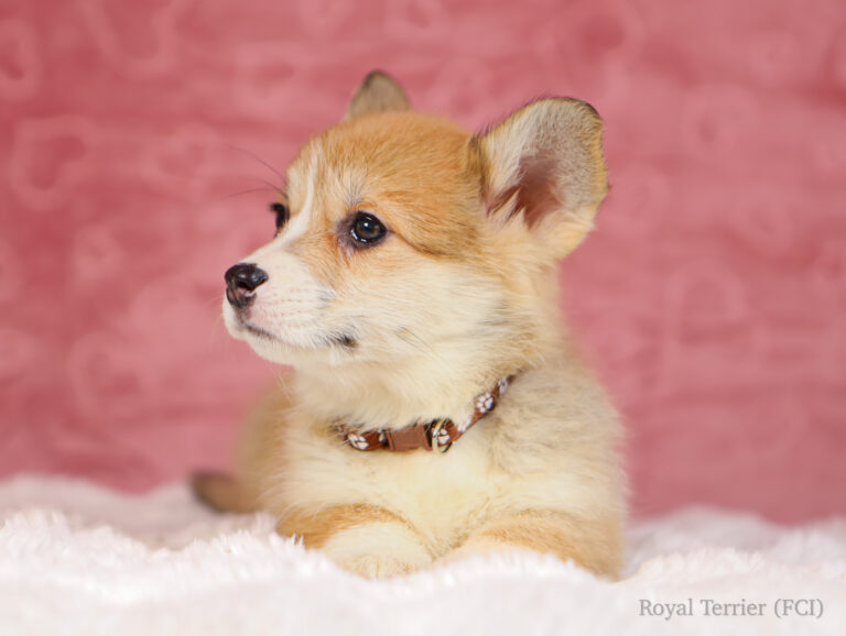 welsh corgi pembroke puppy