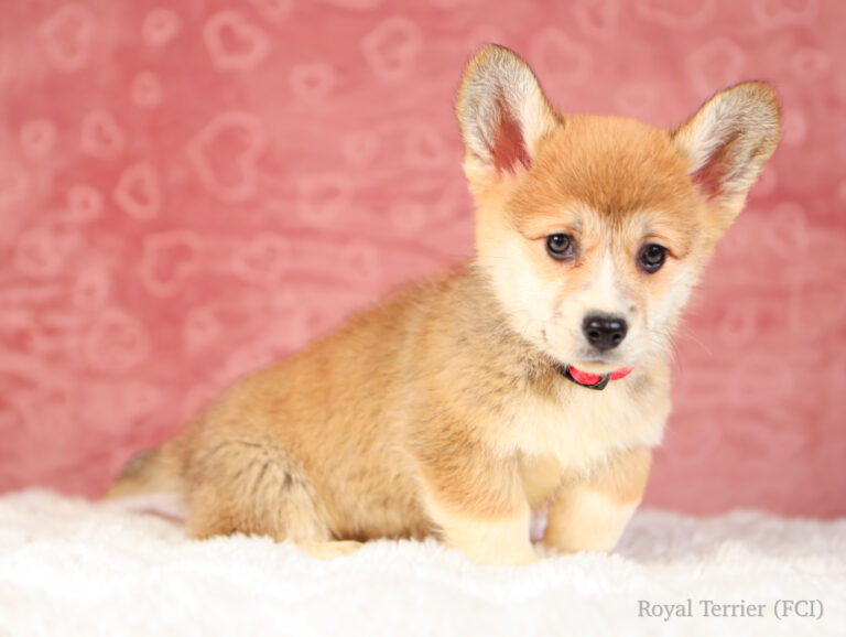 piesek Welsh Corgi Pembroke szczeniak rudy