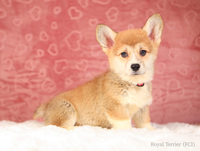 welsh corgi pembroke puppy