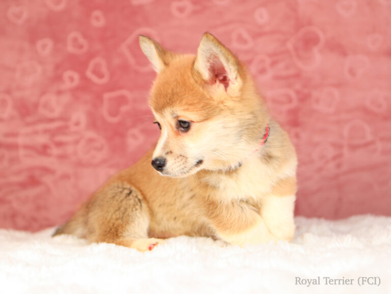 piesek Welsh Corgi Pembroke szczeniak rudy