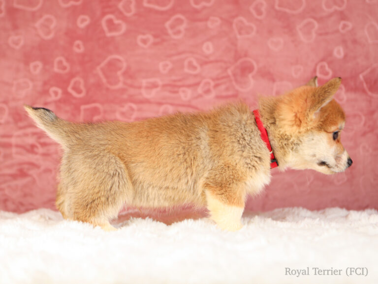 piesek Welsh Corgi Pembroke szczeniak rudy