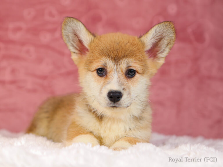 welsh corgi pembroke puppy