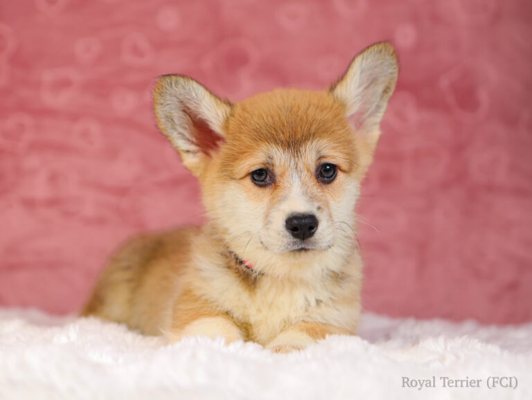 welsh corgi pembroke puppy