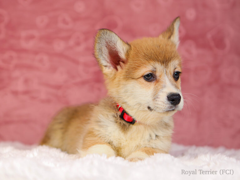 piesek Welsh Corgi Pembroke szczeniak rudy