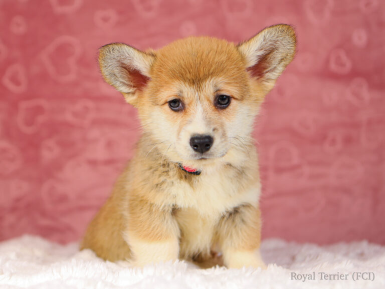 welsh corgi pembroke puppy