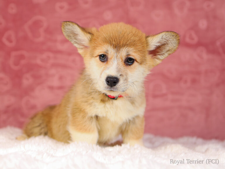 welsh corgi pembroke puppy
