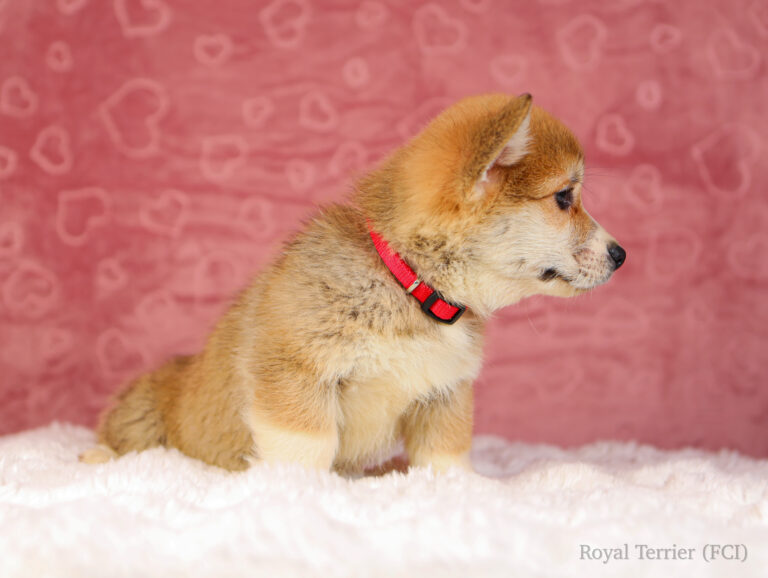 piesek Welsh Corgi Pembroke szczeniak rudy