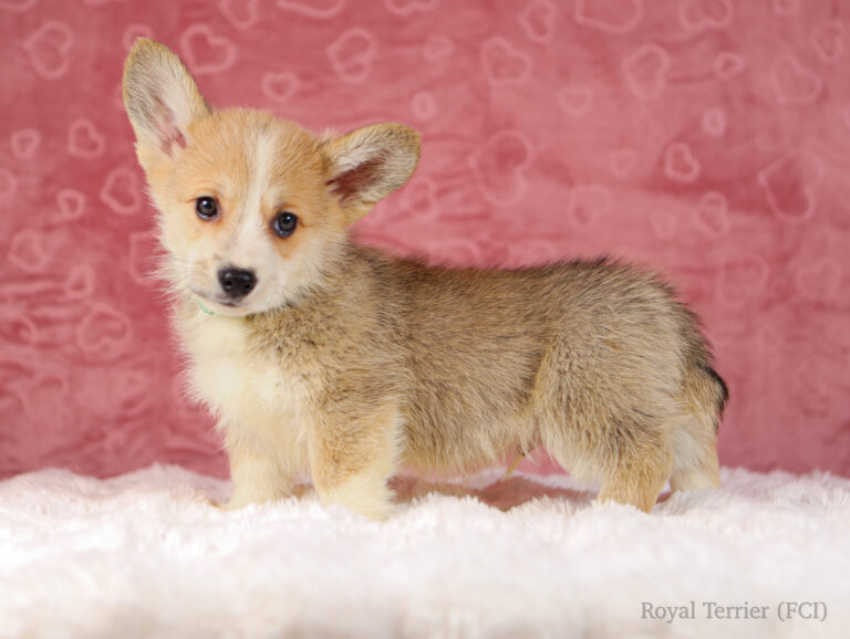 welsh corgi pembroke puppy