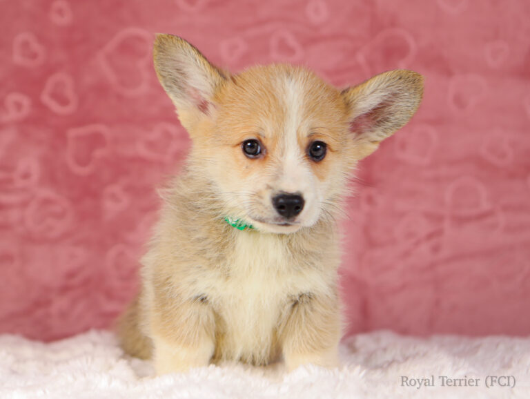 welsh corgi pembroke puppy