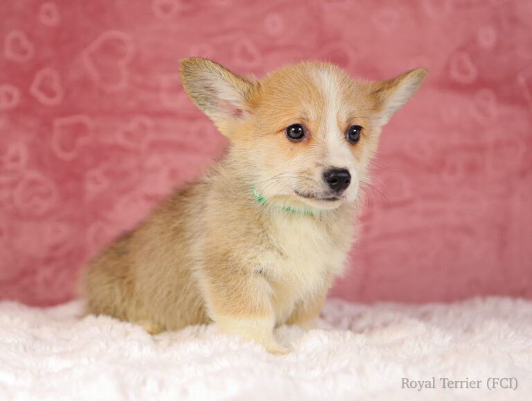 welsh corgi pembroke puppy