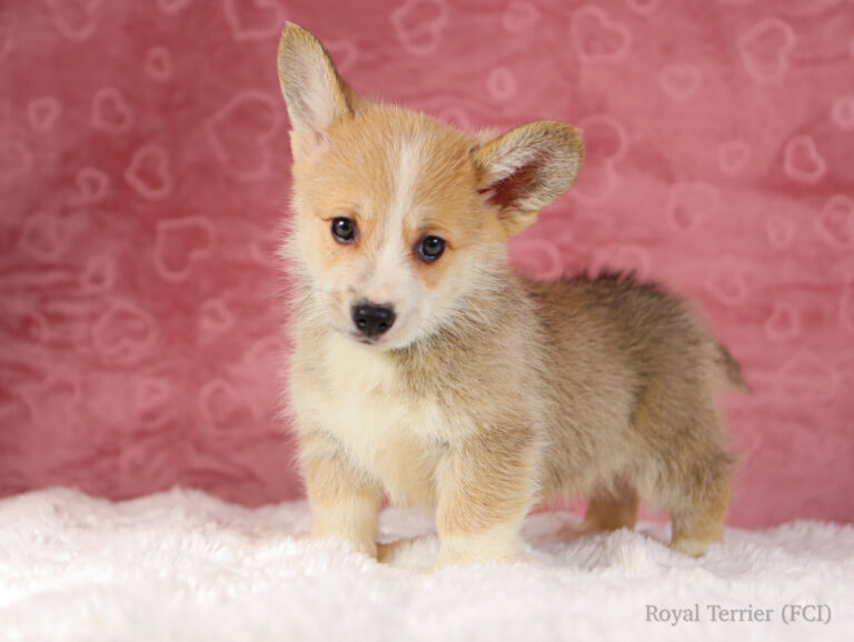 welsh corgi pembroke puppy
