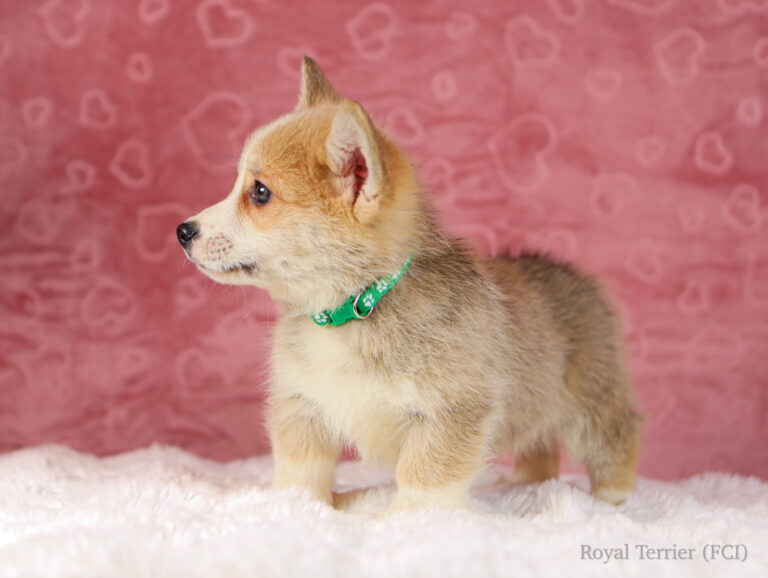 welsh corgi pembroke puppy