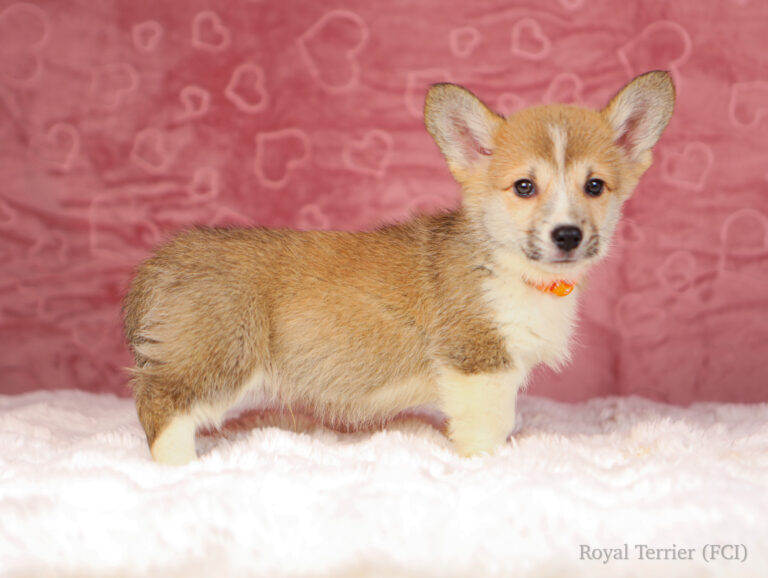 piesek Welsh Corgi Pembroke szczeniak