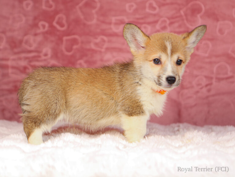 welsh corgi pembroke puppy