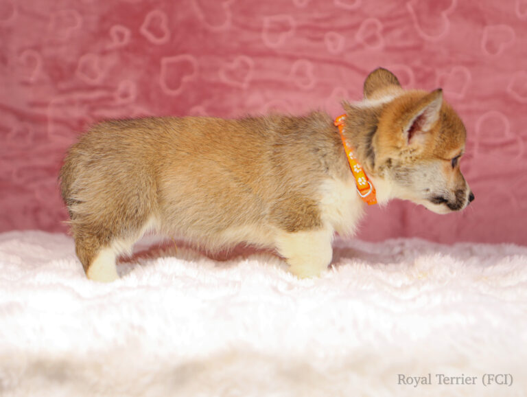 piesek Welsh Corgi Pembroke szczeniak