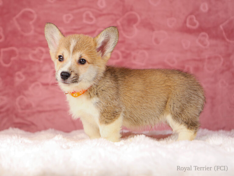 welsh corgi pembroke puppy