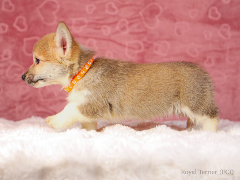 piesek Welsh Corgi Pembroke szczeniak