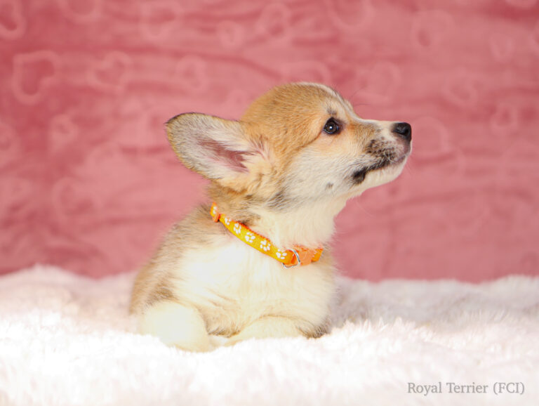 piesek Welsh Corgi Pembroke szczeniak