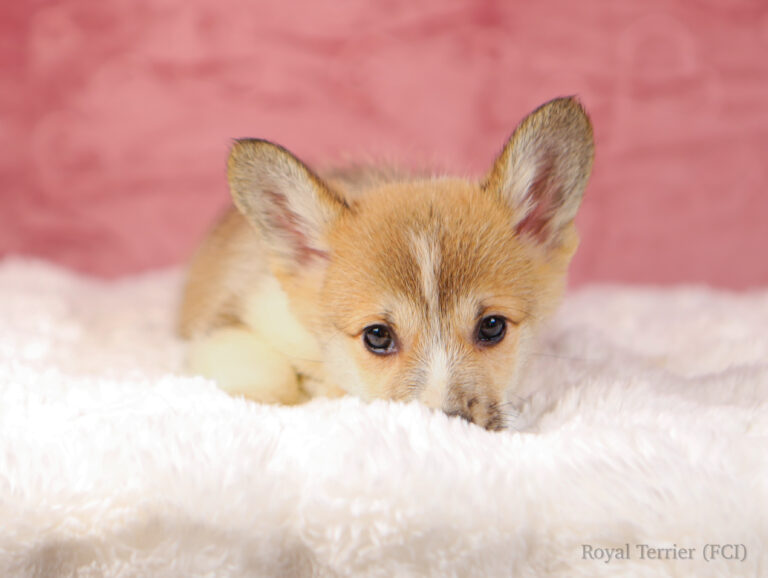 welsh corgi pembroke puppy