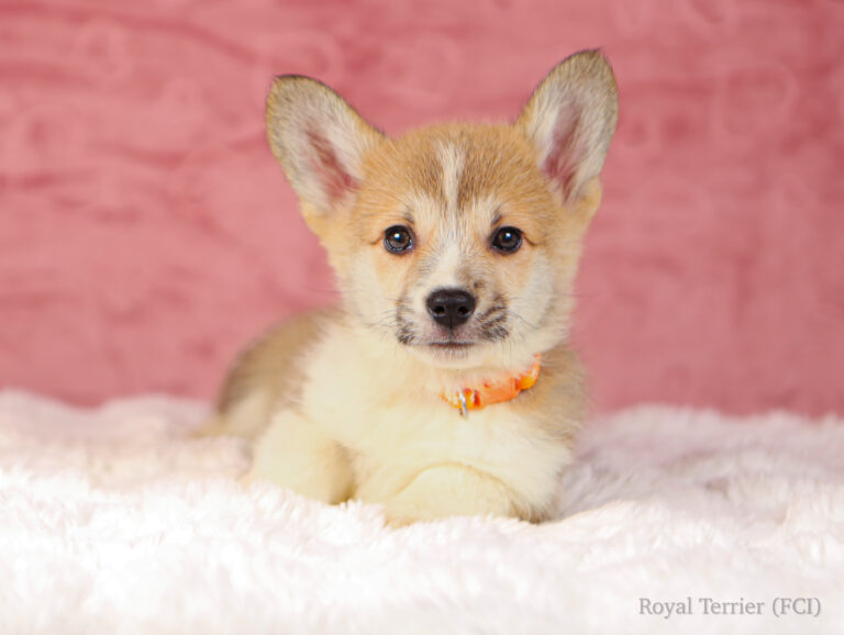 welsh corgi pembroke puppy