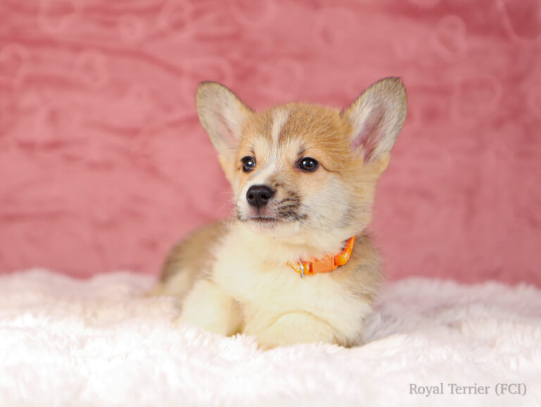 welsh corgi pembroke puppy