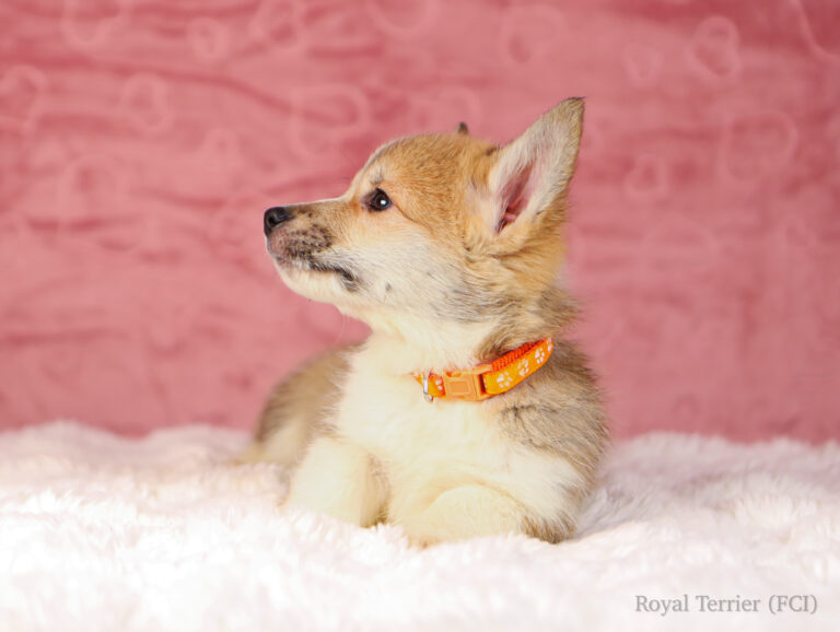 piesek Welsh Corgi Pembroke szczeniak