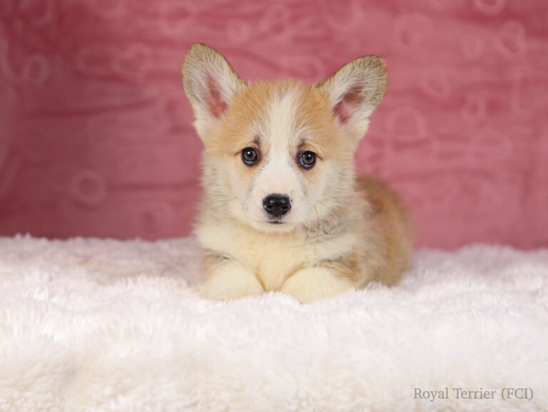 welsh corgi pembroke puppy