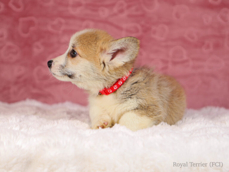 welsh corgi pembroke puppy