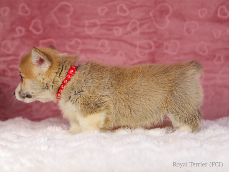 welsh corgi pembroke puppy