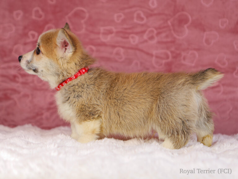 welsh corgi pembroke puppy
