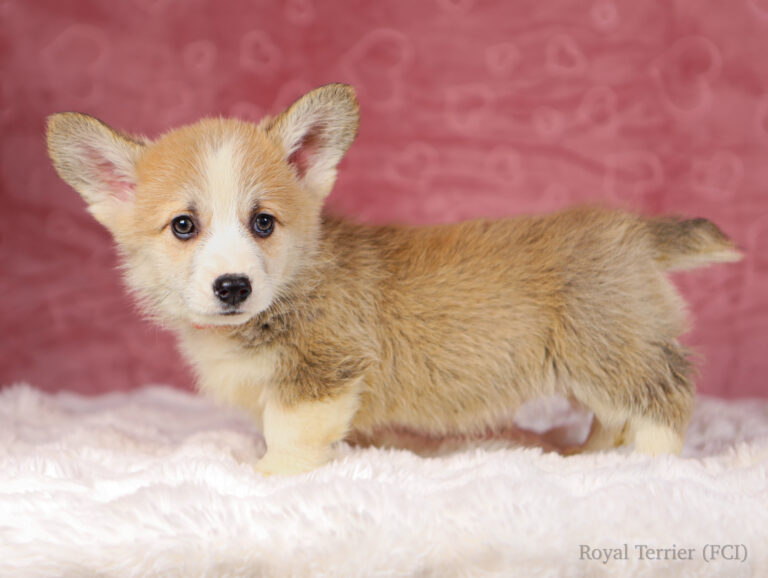 welsh corgi pembroke puppy
