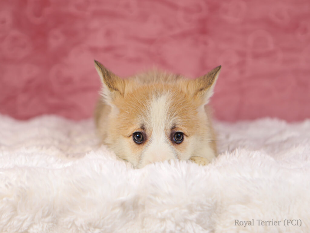 szczeniak welsh corgi pembroke krótki ogon