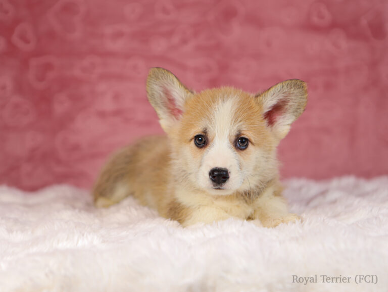 welsh corgi pembroke puppy