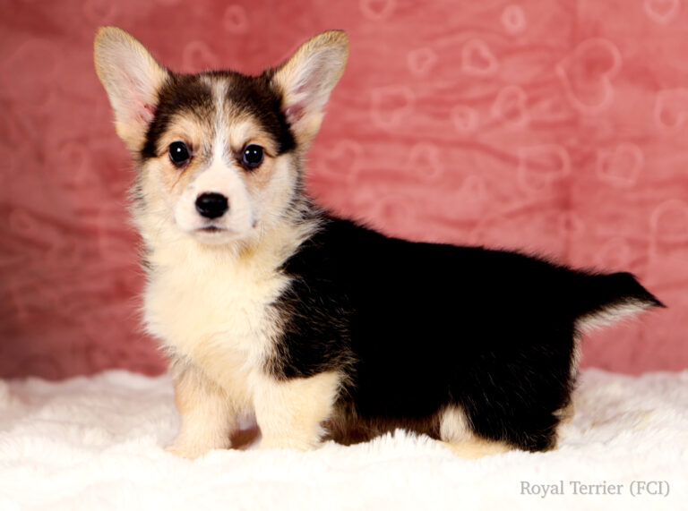 welsh corgi pembroke puppy